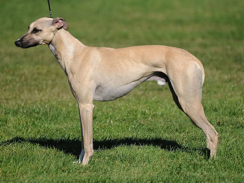Whippet – Foto