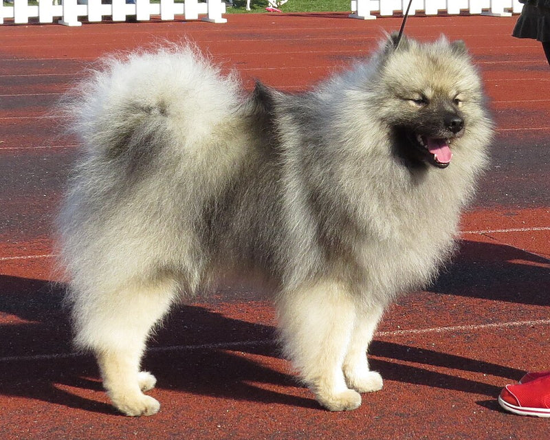 Wolfsspitz – Foto