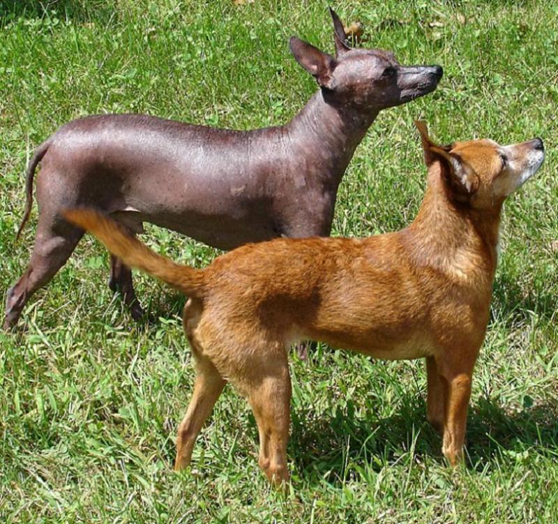 Xoloitzcuintle (Mexikanischer Nackthund) – Foto