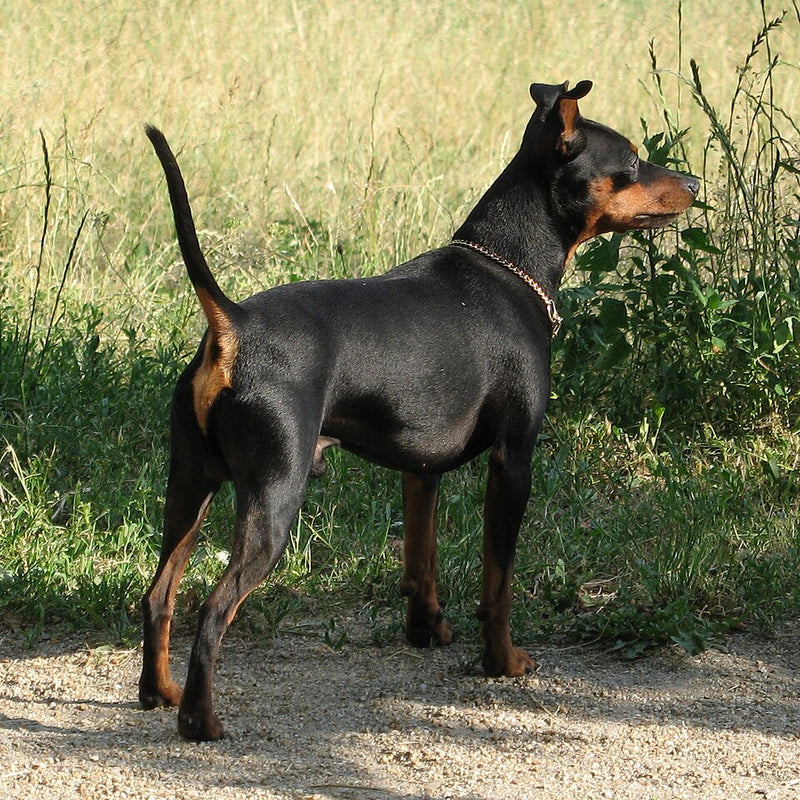 Zwergpinscher – Foto
